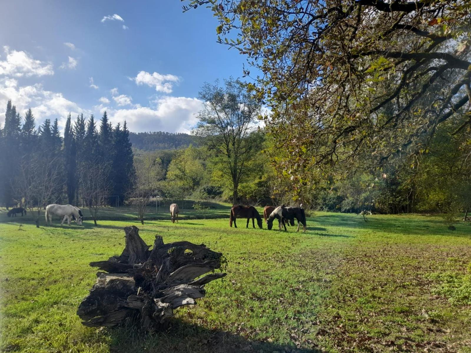 La Casella Antico Feudo Di Campagna フィクッレ エクステリア 写真